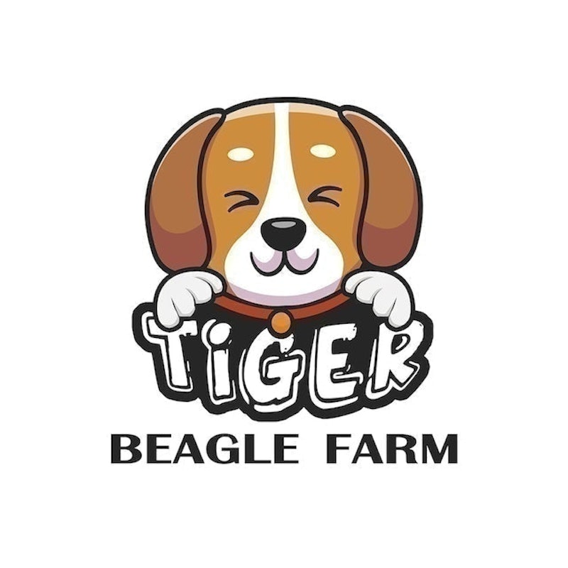 ฟาร์มสุนัข Tiger Beagle 1