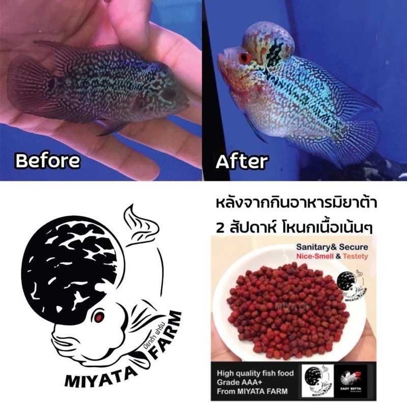 อาหารปลาหมอสี เร่งแดงโหนก เกรดพรีเมี่ยม 3