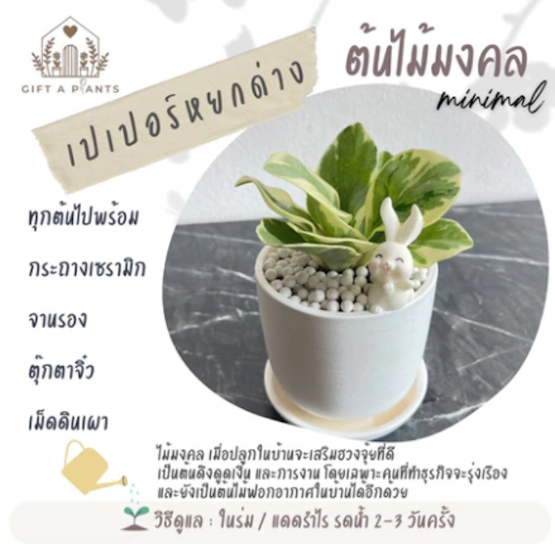 ต้นเปเปอร์หยกด่าง 2