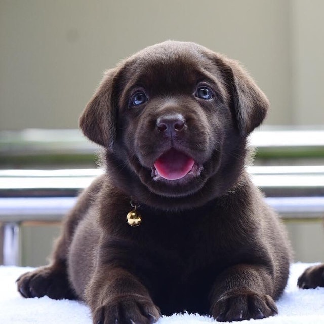 ฟาร์มสุนัข Progress Labrador 3