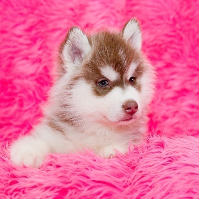 ฟาร์มสุนัข All Best Kennel 3