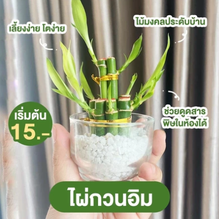 การ์เด้นท์ ไผ่กวนอิม 3