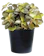 The Best Plants ต้นกระดุมเงินกระดุมทอง 1
