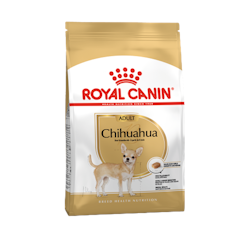 Chihuahua Adult