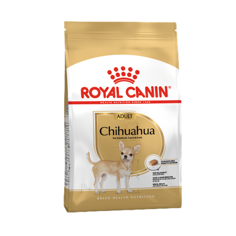 Chihuahua Adult 1