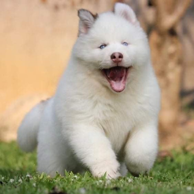 โรงแรมสุนัข เชียงใหม่ Cesar Kennel 1