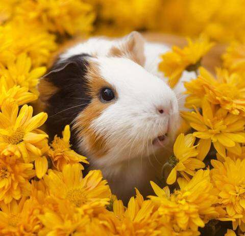 อาหารหนูแกสบี้ CARE+ Guinea Pig 2