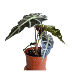 ต้นพญาจงอาง Alocasia Longiloba