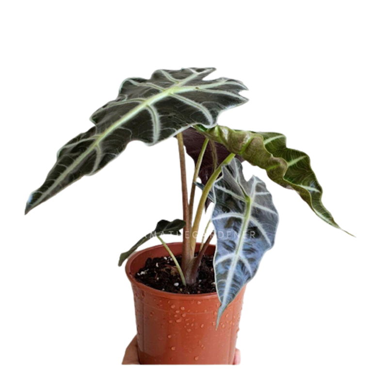 ต้นพญาจงอาง Alocasia Longiloba 1