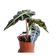 ป๊าม๊าการ์เด้น ต้นพญาจงอาง Alocasia Longiloba 1