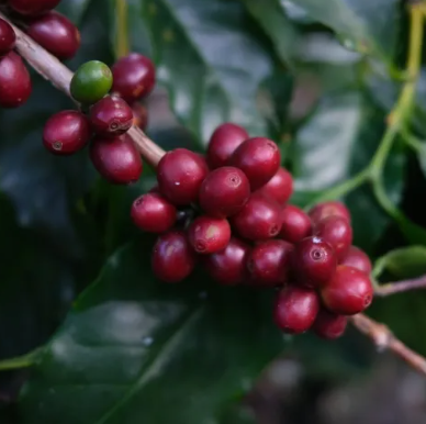 เมล็ดกาแฟคั่ว Super Dark Roast 2