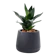 Easy Plant Shop ของแต่งห้องนอนมินิมอล ต้นลิ้นมังกรดำแคระ 1