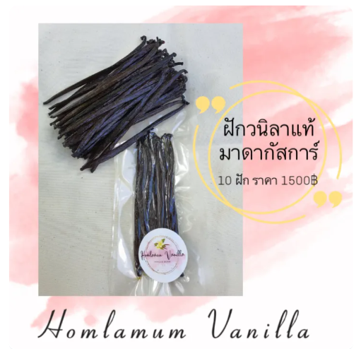 ฝักวนิลา มาดากัสการ์ 2
