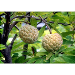 ของฝากลพบุรี ต้นพันธ์ุน้อยหน่าพระนารายณ์