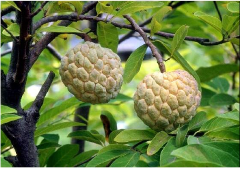 ของฝากลพบุรี ต้นพันธ์ุน้อยหน่าพระนารายณ์ 1