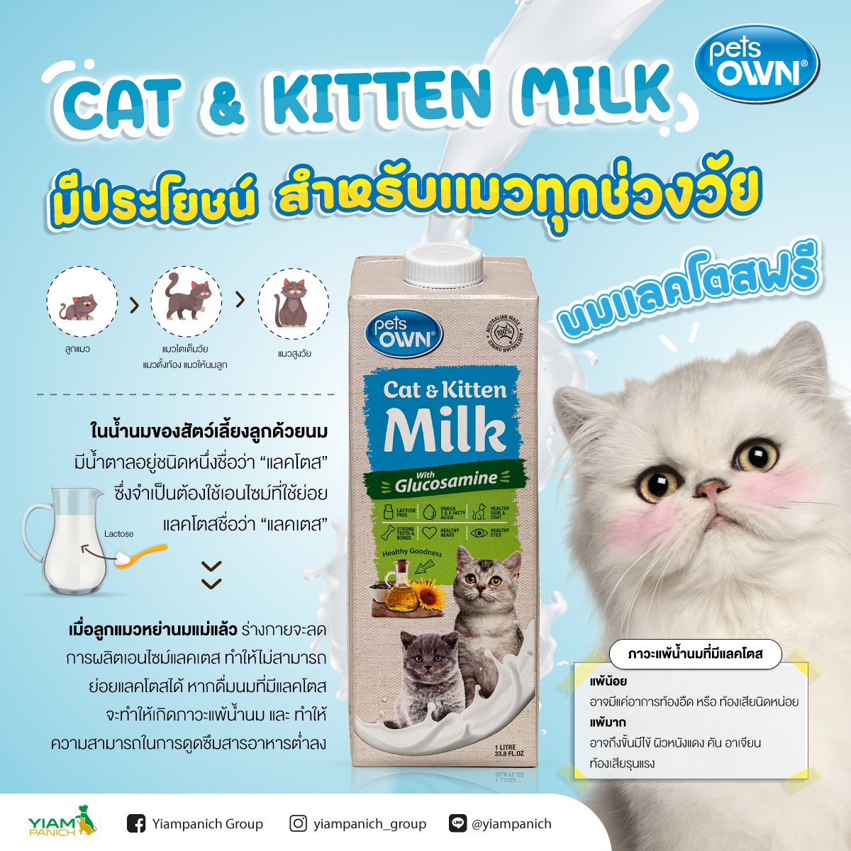 นมพร้อมดื่มแลคโตสฟรี สำหรับแมว 3
