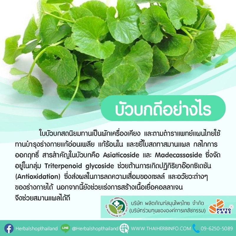 ครีมใบบัวบก 3