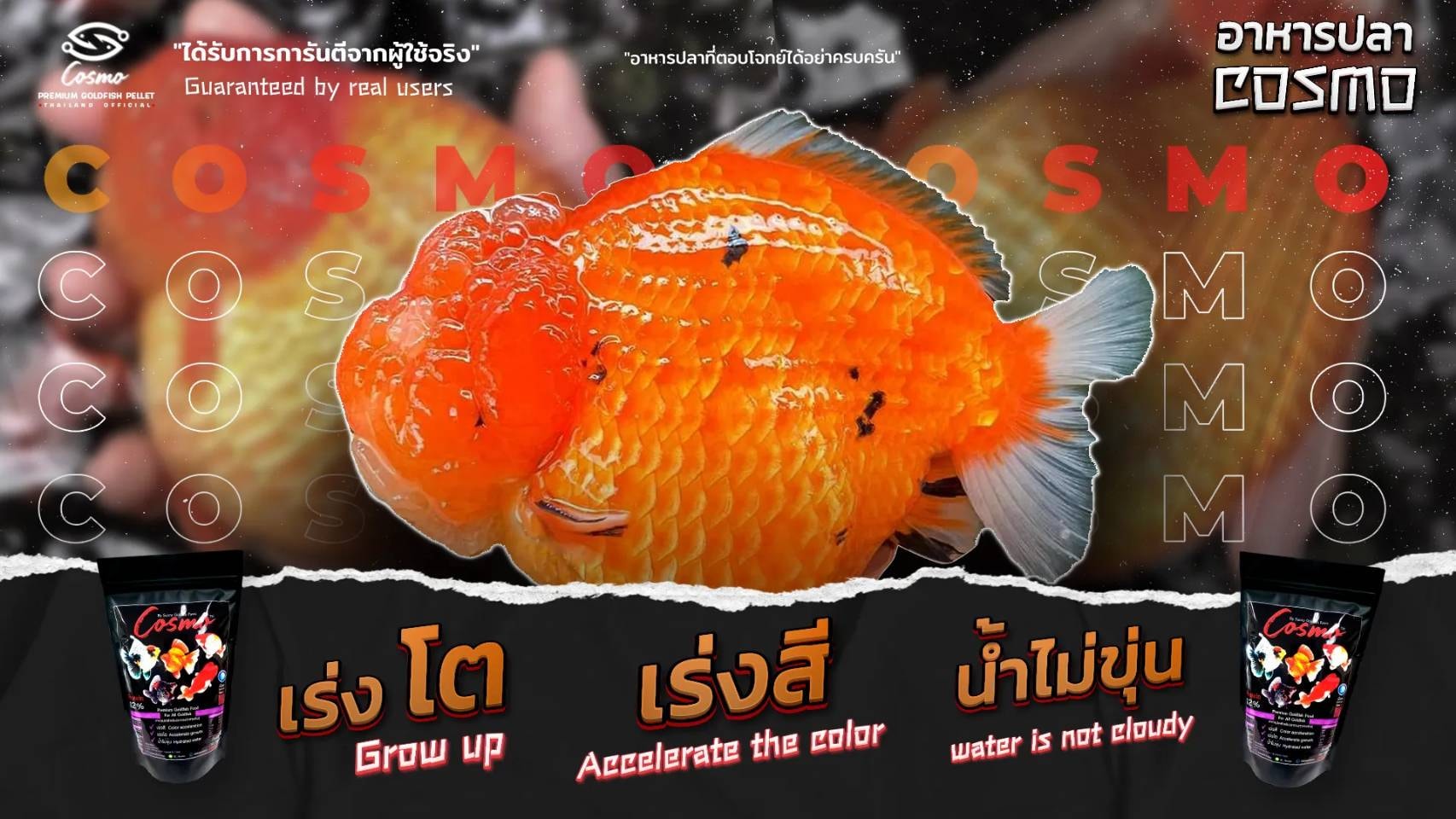 อาหารปลาทอง 3