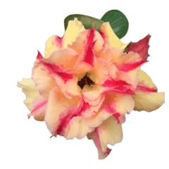 ชวนชมไม้สีคละสี 5 ต้น