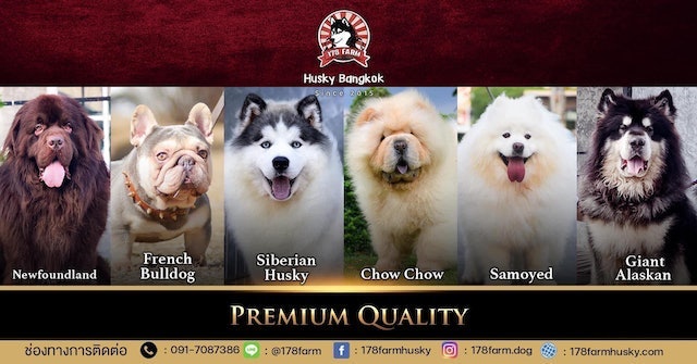 ฟาร์มสุนัข 178Farm Husky Bangkok 2