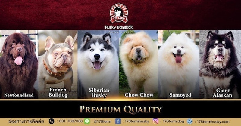 ฟาร์มสุนัข 178Farm Husky Bangkok 2