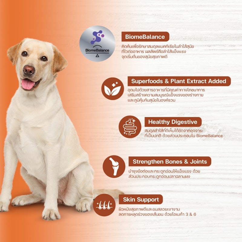 Large Breed 3