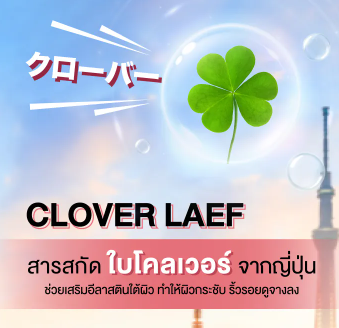 Clover Leaf Anti-Aging Essence  3