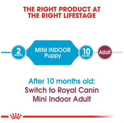 Mini Indoor Puppy 3