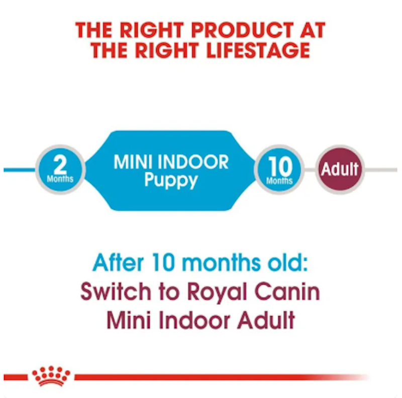Mini Indoor Puppy 3