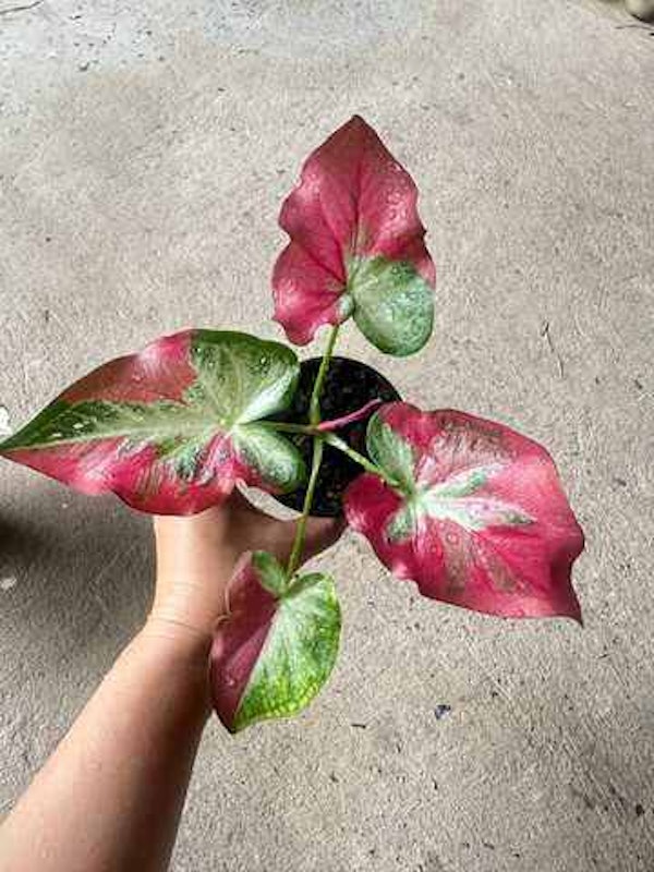 บอนสี ชายชล 3