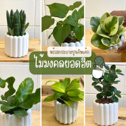 ต้นกุมารเรียกทรัพย์ 3