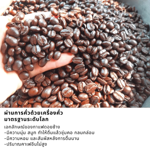 เมล็ดกาแฟดอยช้าง 3