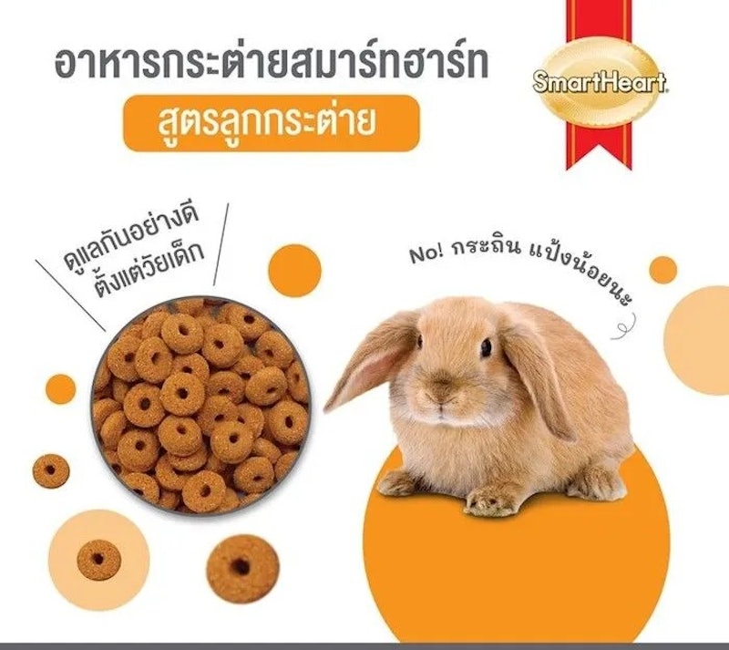 Rabbit Junior 2
