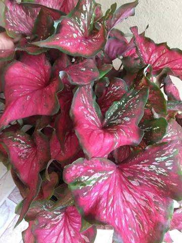 บอนสี ศรีบุรีรัมย์ 2