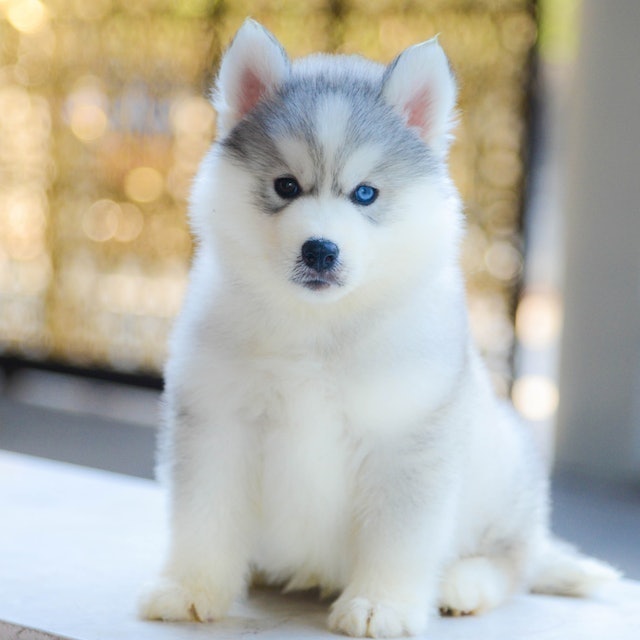 ฟาร์มสุนัข All Best Kennel 2