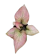 A Aapple บอนสี หลวงราชเสน่หา 1