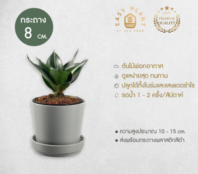 ต้นลิ้นมังกรแคระ 4