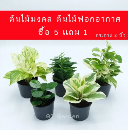 ต้นบันไดเศรษฐี 3