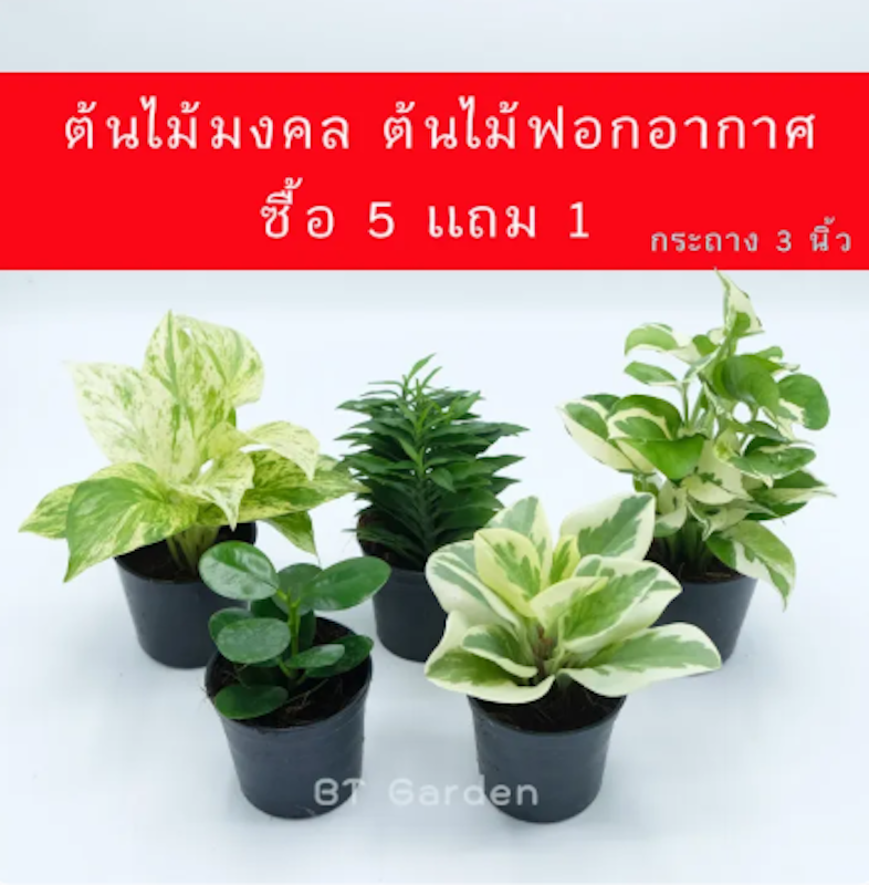 ต้นบันไดเศรษฐี 3