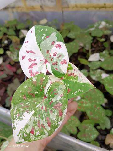 บอนสี เมืองเกาะเกร็ด 3