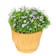 Tree Number 9 ร้านต้นไม้ ออนไลน์ ดอกเดซี่ไซซ์เล็ก 1