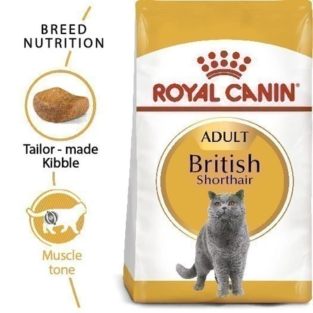 British Shorthair Adult 2