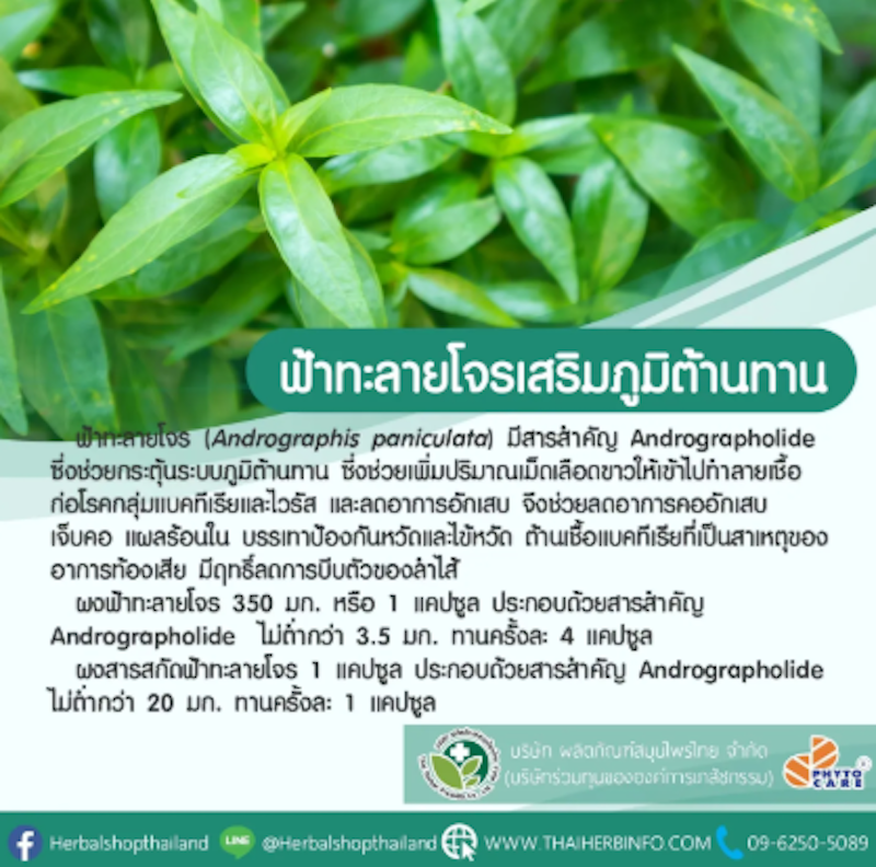 ฟ้าทะลายโจรแคปซูล 2