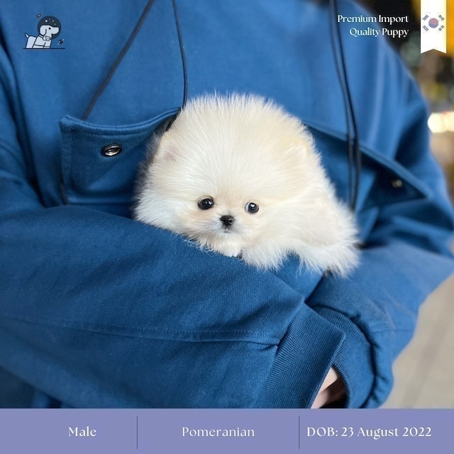 ฟาร์มสุนัข Tinybok Puppies Thailand 2