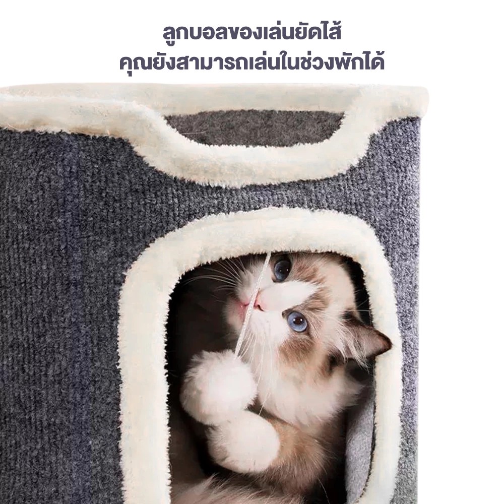 คอนโดแมว 3