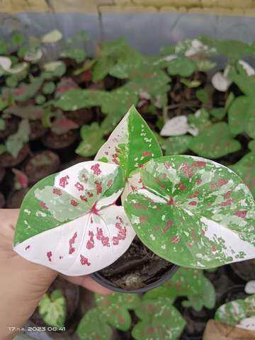 บอนสี เมืองเกาะเกร็ด 2