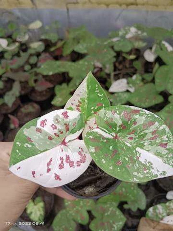 บอนสี เมืองเกาะเกร็ด 2