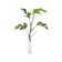 Bettertree ต้นไม้ปลูกในบ้าน มอนสเตอร่าจินนี่ 1