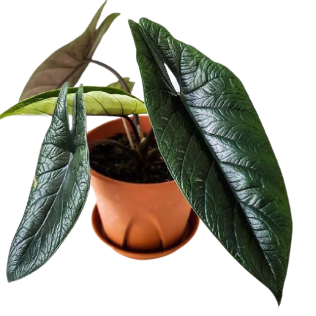 ต้นพญาจงอาง Alocasia Scalprum 1