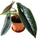 EdenGardenT ต้นพญาจงอาง Alocasia Scalprum 1